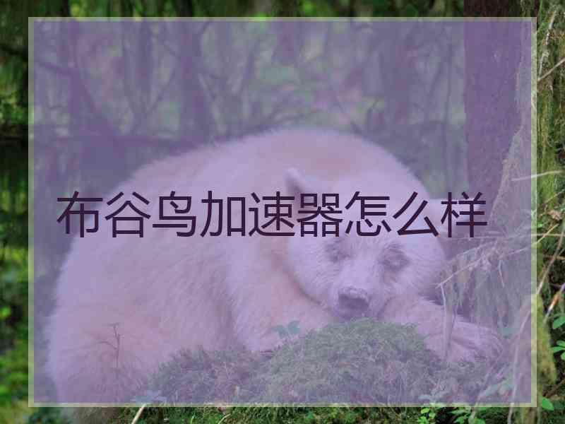 布谷鸟加速器怎么样
